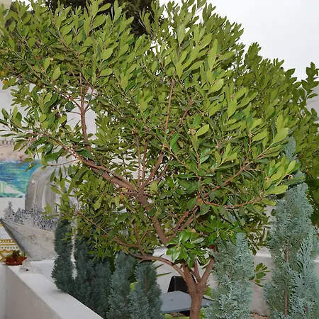 Хостел Terrace