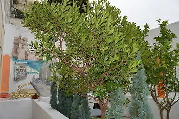 Terrace Lizbona